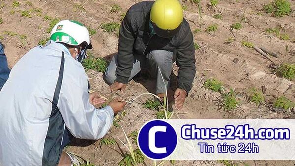 Hàng trăm ha mía bị nhiễm bệnh trắng lá