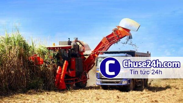 HAGL Agrico ước lãi trước thuế 490 tỷ đồng trong quý 2