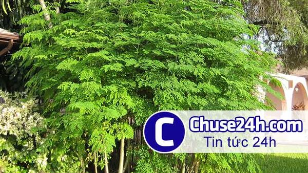 Mô hình trồng Cây Chùm Ngây - Sinh Ra Từ Làng