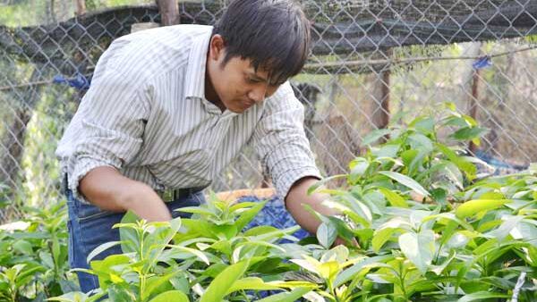 Nhà vườn cây giống vào mùa