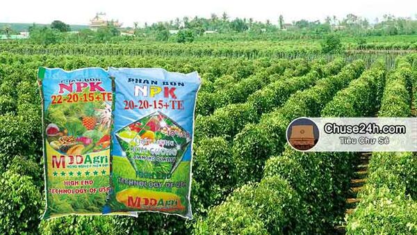 Tại sao không bón phân vô cơ cho cây tiêu?