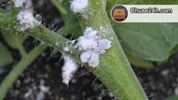 Chia sẻ kinh nghiệm diệt rệp sáp gốc hồ tiêu