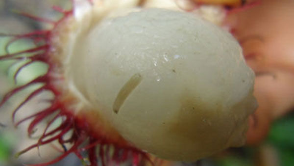 Dòi trong quả chín có gây hại sức khỏe?