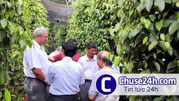 Thu hơn 10 tỉ đồng một năm nhờ trồng tiêu