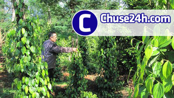 Sản xuất hồ tiêu bền vững: Phòng bệnh tốt mới thắng!