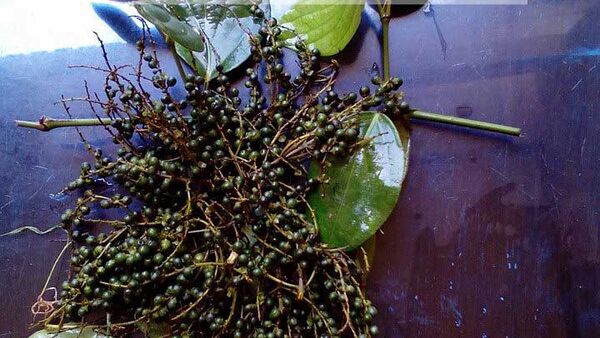 Tiêu chùm là loại tiêu gì?