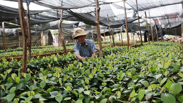 Tiêu giố­­ng giá cao, chất lượng tùy... may rủi