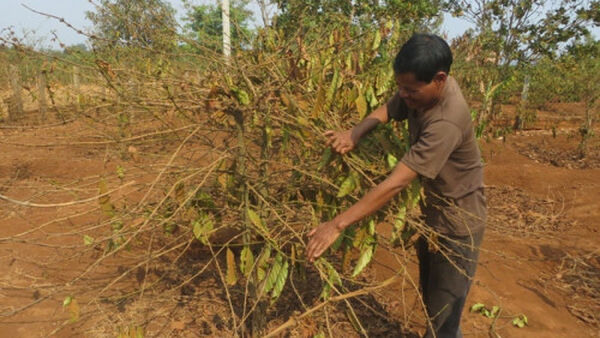 Tìm cách khôi phục cây trồng sau hạn khốc liệt tại Chư Sê