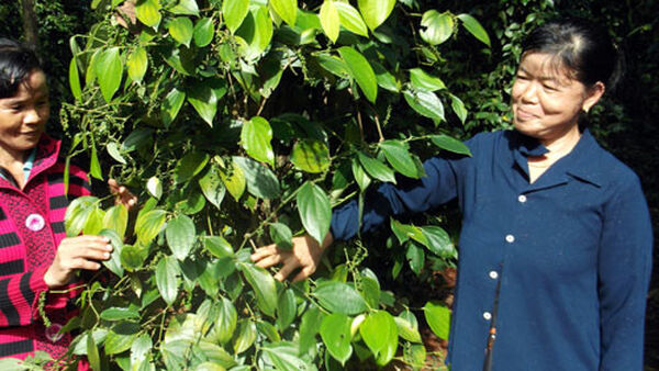 Tín hiệu mới từ sàn giao dịch hồ tiêu