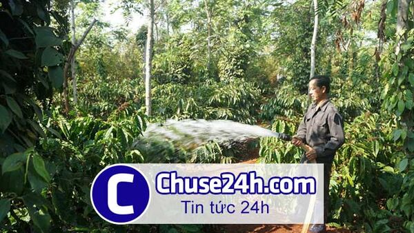 Tài trợ 2 triệu Euro để tưới hợp lý cho cà phê