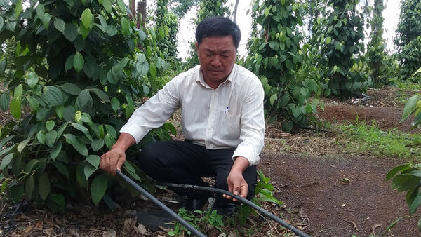 Vựa hồ tiêu Chư Sê: Nỗi lo mùa xuống giống