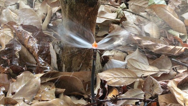 Vườn cây xanh ngát trong nắng hạn nhờ áp dụng mô hình tưới tiết kiệm