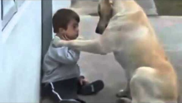 Xúc động clip chú chó an ủi, vỗ về một cậu bé thiểu năng