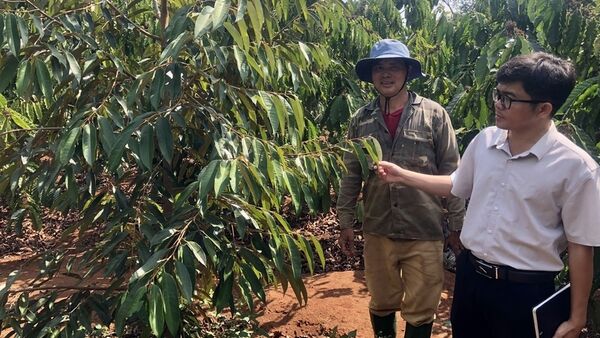 Chuyển đổi hơn 545 ha đất lúa sang trồng cây hàng năm và cây lâu năm