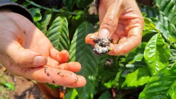 Đau đầu vì rệp sáp hại cà phê