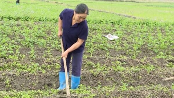 Dự án trồng khoai tây không triển khai, nông dân thiệt đơn, thiệt kép