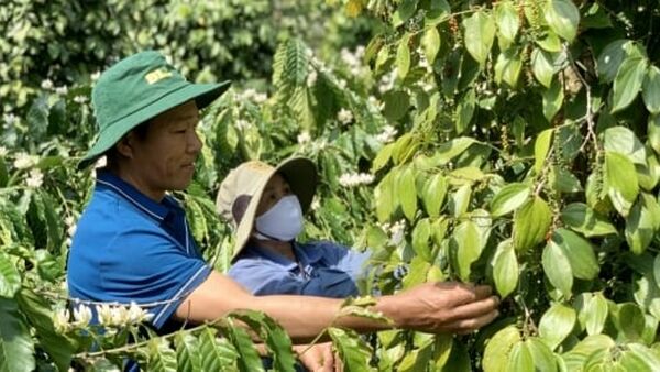 Ghi nhận 3 loài nấm gây bệnh chết nhanh trên cây hồ tiêu