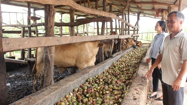 Gia Lai: Kiểm soát mật độ chăn nuôi để giảm thiểu ô nhiễm môi trường