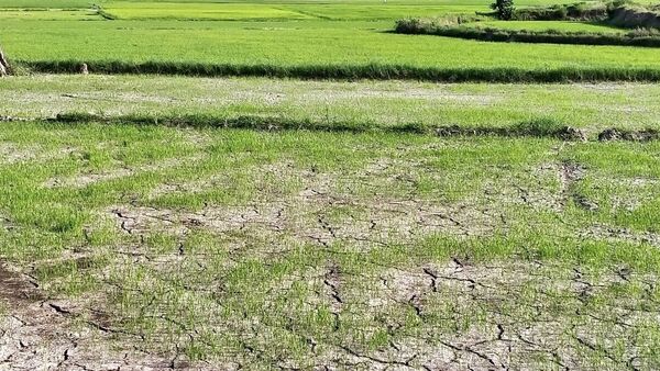 Gia Lai thiệt hại hơn 3,6 tỷ đồng do thiên tai