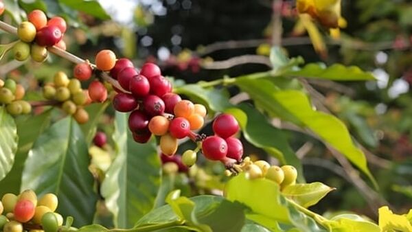 Giá cà phê hôm nay 10/1/2024: Tiếp tục tăng mạnh, vượt ngưỡng 70.000 đ/kg