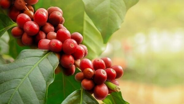 Giá cà phê hôm nay 11/1/2024: Robusta vẫn giữ đà tăng