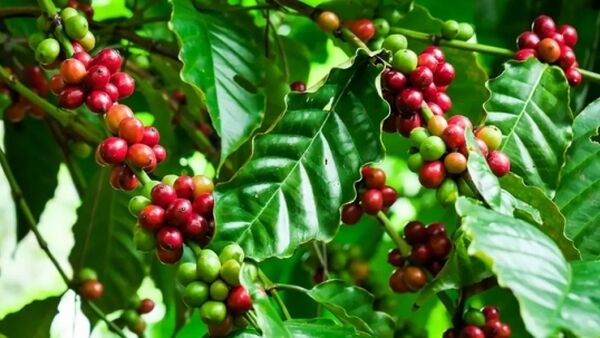 Giá cà phê hôm nay 12/1/2024: Trong nước quay đầu giảm nhẹ