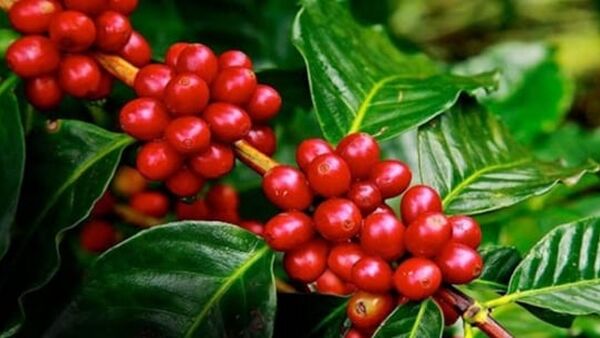 Giá cà phê hôm nay 1/2/2024: Trong nước giảm nhẹ 200 đ/kg