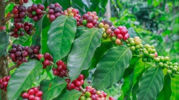 Giá cà phê hôm nay 13/1/2024: Thị trường đồng loạt giảm