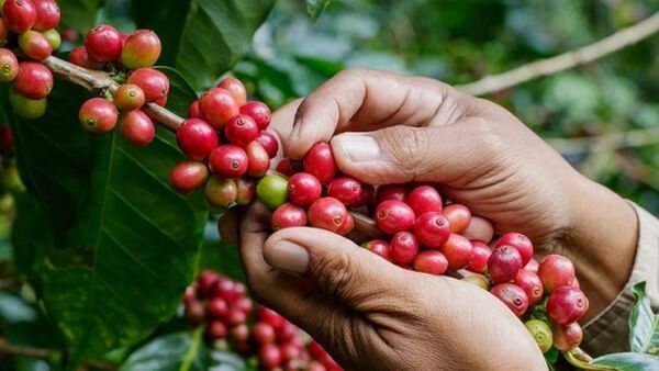 Giá cà phê hôm nay 18/1/2024: Thị trường đồng loạt giảm