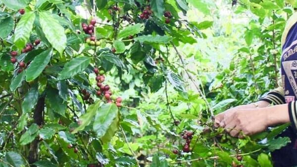 Giá cà phê hôm nay 20/1/2024: Tăng lên ngưỡng 72.500 đ/kg