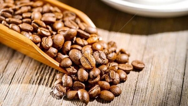 Giá cà phê hôm nay 20/1/2024: Tăng nóng trở lại