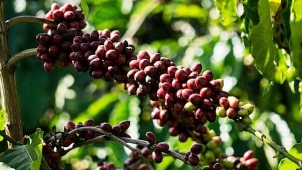 Giá cà phê hôm nay 20/2/2024: Tăng lên ngưỡng 82.000 đ/kg