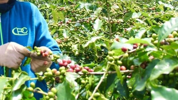 Giá cà phê hôm nay 22/1/2024: Cao nhất đạt ngưỡng 72.500 đ/kg