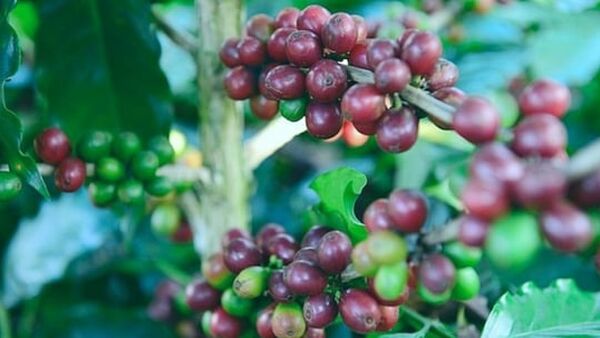 Giá cà phê hôm nay 22/2/2024: Trong nước tăng tới 1.000 đ/kg