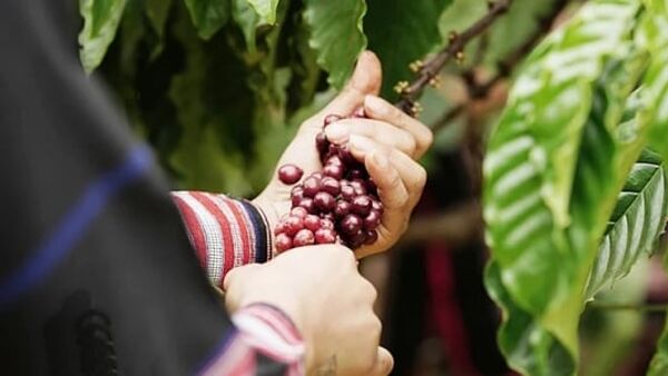 Giá cà phê hôm nay 24/1/2024: Trong nước quay đầu giảm