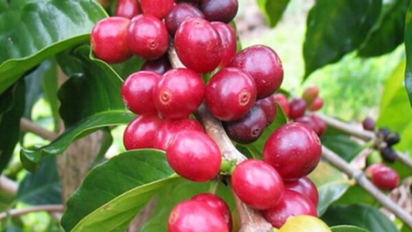 Giá cà phê hôm nay 27/1/2024: Tăng lên ngưỡng 76.000 đ/kg