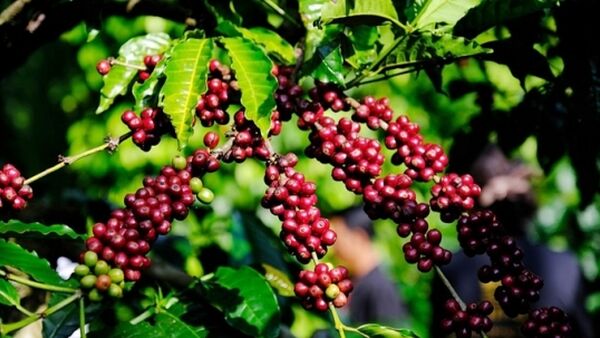 Giá cà phê hôm nay 5/1/2024: Quay đầu tăng nhẹ 400 đ/kg