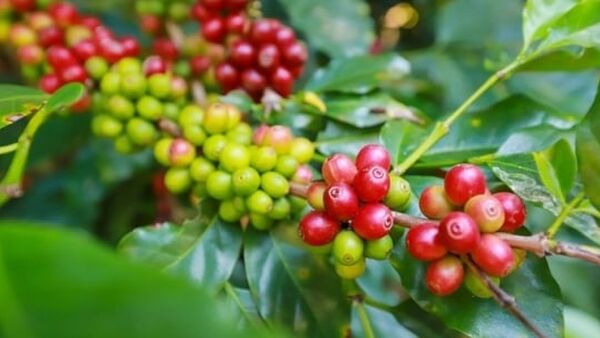 Giá cà phê hôm nay 6/1/2024: Tăng lên ngưỡng 68.000 đ/kg