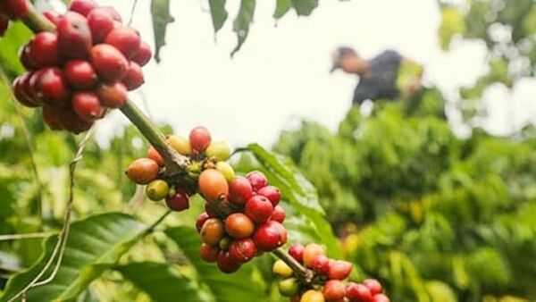 Giá cà phê hôm nay 7/2/2024: Thế giới biến động nhẹ