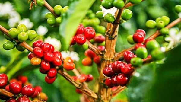 Giá cà phê hôm nay 8/2/2024: Thị trường đồng loạt tăng