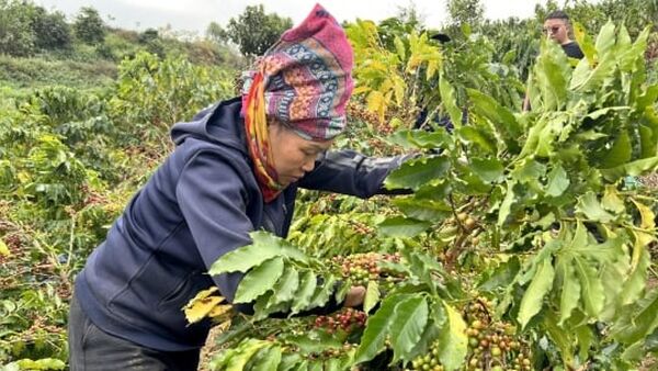 Giá cà phê lên cao nhất trong lịch sử