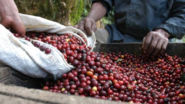Giá cà phê ngày 06/01/2024: Robusta nối tiếp đà hồi phục