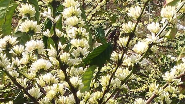 Giá cà phê ngày 13/01/2024: Cao nhất 70.600đ/kg