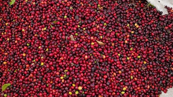 Giá cà phê ngày 30/12/2023: Nhà đầu tư chốt lời phiên cuối năm