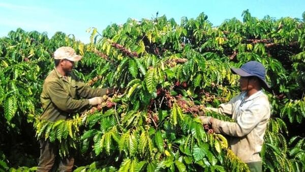 Giá cà phê nhân xô Việt Nam có thể cao nhất thế giới
