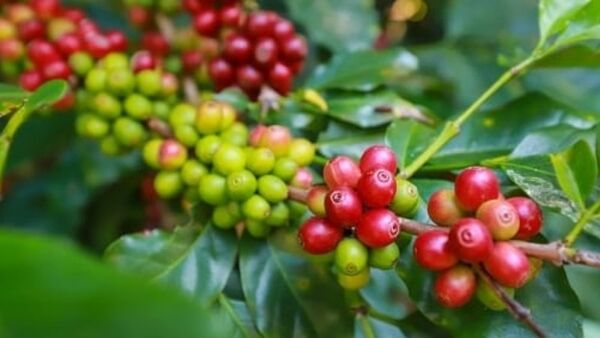 Giá cà phê vượt 94.000 đồng/kg và tiếp tục tăng