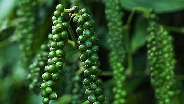 Giá tiêu hôm nay 25/6: Chững lại và đi ngang