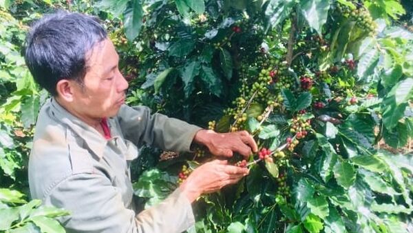 Giống cà phê THA1 cho năng suất cao