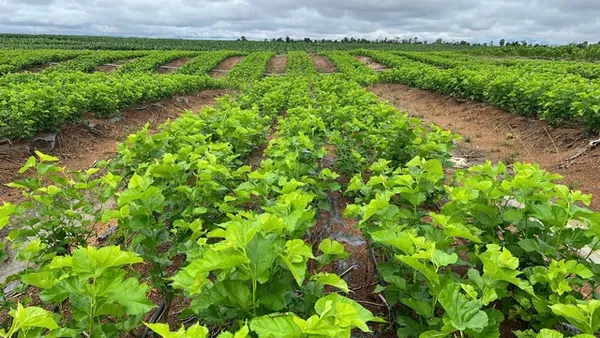 Bầu Đức hé lộ 'Công thức 70 USD' giúp Dâu Tằm lãi lớn