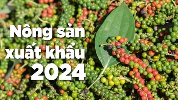 Hồ tiêu: Giảm diện tích, giảm sản lượng